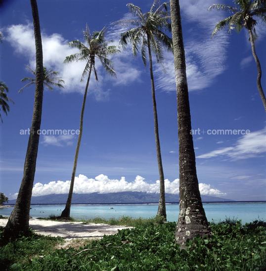 CD#03-Abranowicz TRV