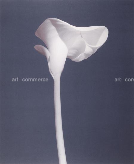 L2012_CALLA LILLY_1988-cro…