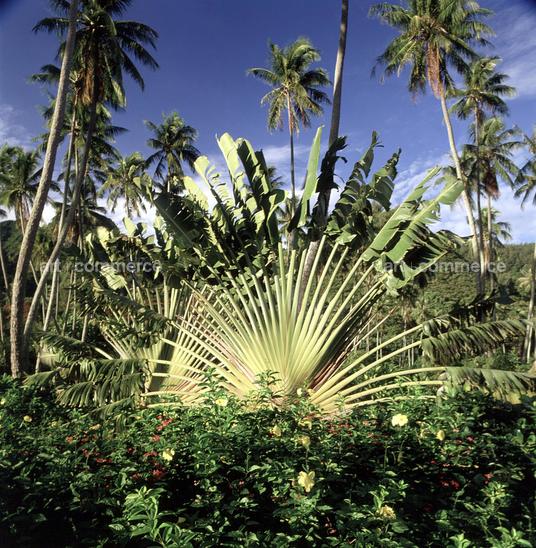 CD#03-Abranowicz TRV