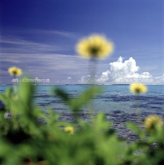 CD#03-Abranowicz TRV