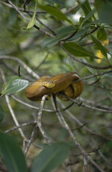 CD#06-W.Abranowicz TRV