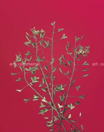 EF-CAPSELLA-BURSA-PASTORIS-FLORA-OLBIENSIS…