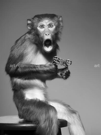 ss_pop_190908_monkeys5-033-2 f2.tif