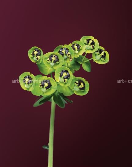 EF-EUPHORBIA-CHARACIAS-2-FLORA-OLBIENSIS-2…