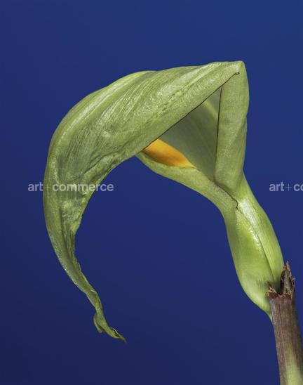 EF-ARUM-SP-FLORA-OLBIENSIS-22-02-08.jpg