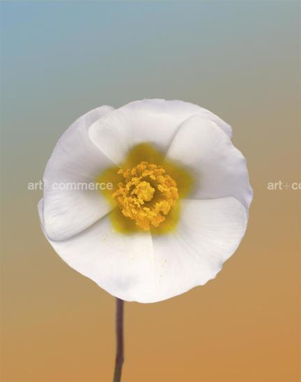 EF-CISTUS-SP-FLORA-OLBIENSIS-22-02-08.jpg