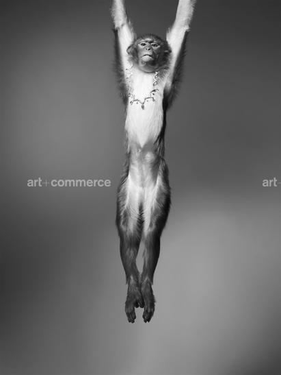 ss_pop_190908_monkeys3-009-2 f2.tif