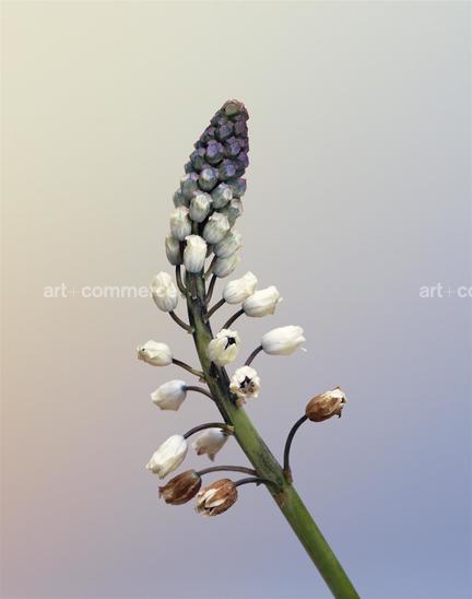 EF-BELLEVALIA-ROMANA-FLORA-OLBIENSIS-22-0…