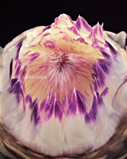 EF-artichaut-PARADIS-07-02-11…