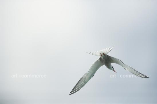 AM_Bermuda_01083