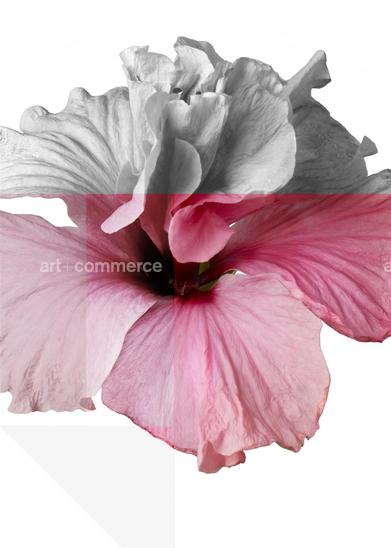 FLOWER ABSTRACT f3 v3.tif