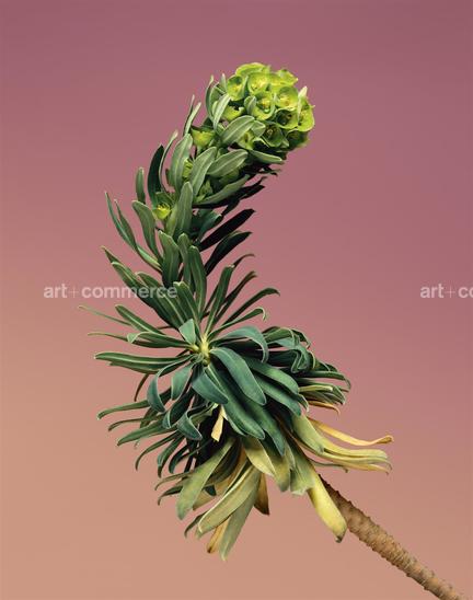 EF-EUPHORBIA-CHARACIAS-FLORA-OLBIENSIS-22-…