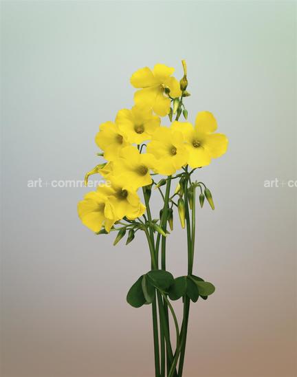 EF-OXALIS-PES-CAPRAE-FLORA-OLBIENSIS-22-02-…