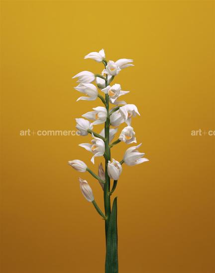 EF-CEPHALANTHERA-SP-FLORA-OLBIENSIS-22-02-…