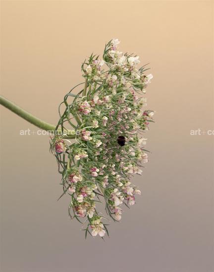 EF-DAUCUS-CAROTA-2-FLORA-OLBIENSIS-22-02-…