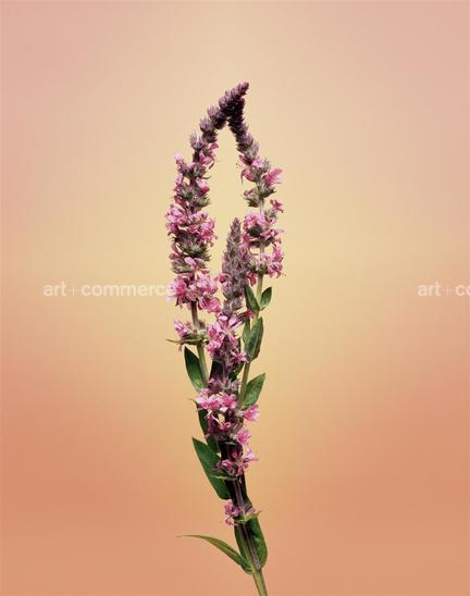 EF-LYTHRUM-SALICARIA-FLORA-OLBIENSIS-22-02…