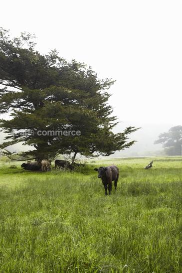 WA_ED_Volpe_Tomales_Exterior_020.tif