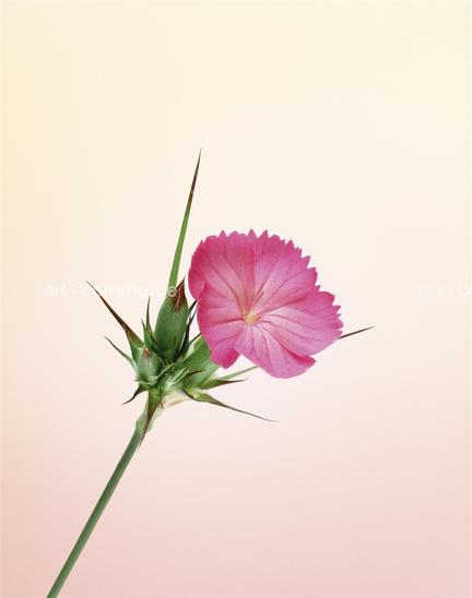 EF-DIANTHUS-SP-FLORA-OLBIENSIS-22-02-08.jpg