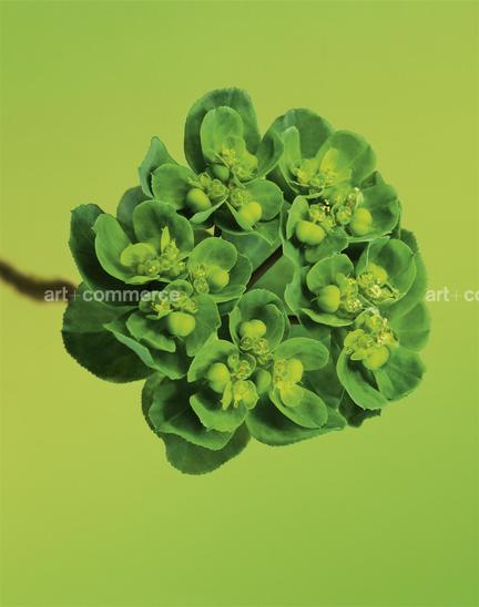 EF-EUPHORBIA-HELIOSCOPIA-FLORA-OLBIENSIS-2…