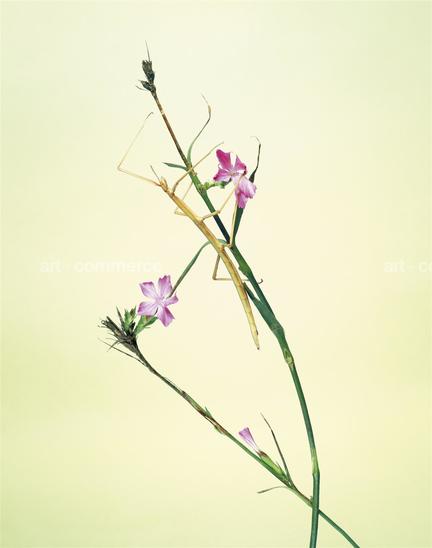 EF-DIANTHUS-SP-2-FLORA-OLBIENSIS-22-02-08.jpg