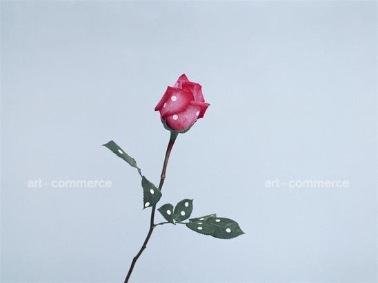 10-a_rose.tif