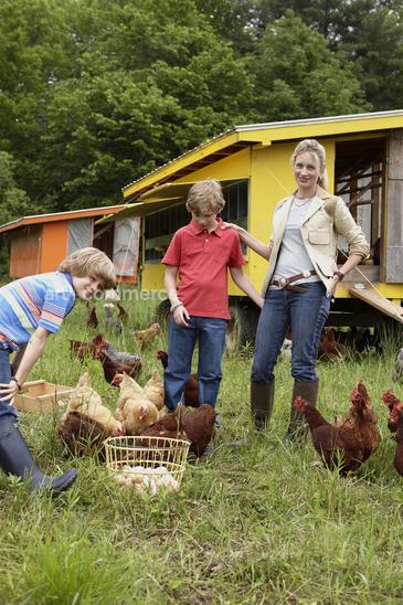 chickens_141