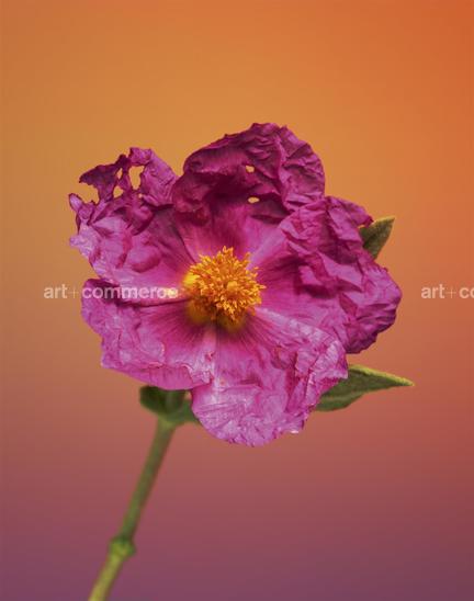 EF-CISTUS-ALBIDUS-FLORA-OLBIENSIS-22-02-08.jpg
