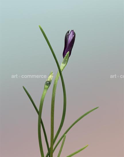 EF-ROMULEA-FLORENTII-FLORA-OLBIENSIS-PORTF…