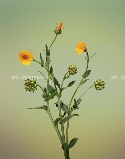 EF-CALENDULA-ARVENSIS-FLORA-OLBIENSIS-22-0…