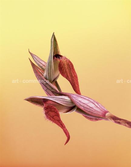 EF-SERAPIAS-NEGLECTA-FLORA-OLBIENSIS-22-02…