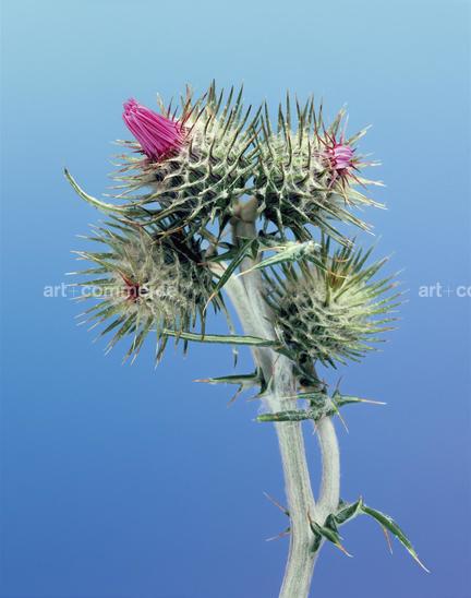 EF-GALACTITES-ELEGANS-FLORA-OLBIENSIS-22-0…