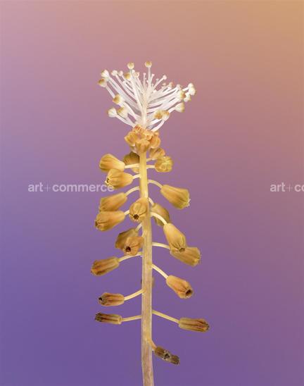 EF-MUSCARI-COMOSUM-3-FLORA-OLBIENSIS-22-0…