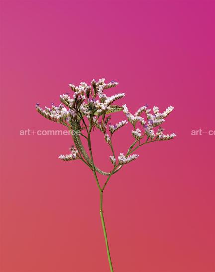 EF-LIMONIUM-SP-FLORA-OLBIENSIS-22-02-08.jpg