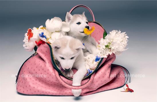 LOVEMAGAZINE_070513_HUSKIES_034 f4 Crop.tif