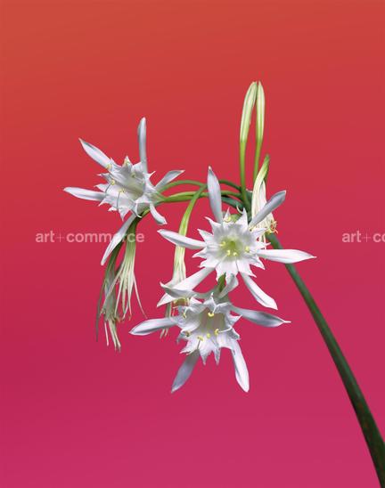 EF-PANCRATIUM-MARITIMUM-FLORA-OLBIENSIS-2…