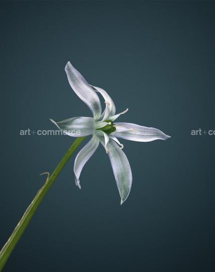 EF-ORNITOGALUM-UMBELLATUM-FLORA-OLBIENSI…