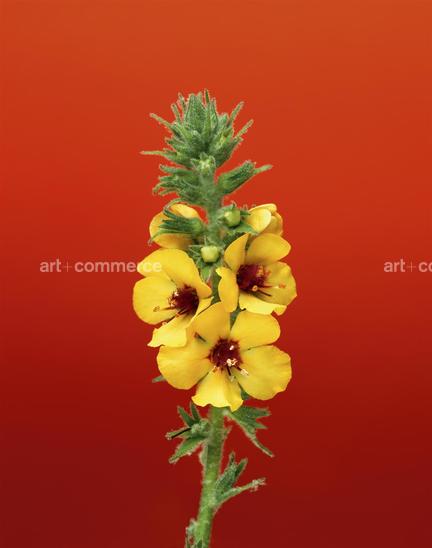 EF-VERBASCUM-SP-FLORA-OLBIENSIS-22-02-08.jpg