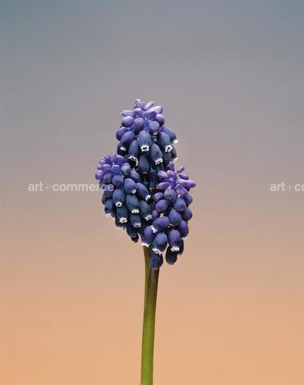 EF-MUSCARI-SP-FLORA-OLBIENSIS-22-02-08.jpg