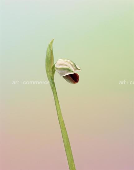 EF-OPHRYS-SP-2-FLORA-OLBIENSIS-22-02-08.jpg