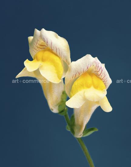 .EF-ANTIRRHINUM-SP-FLORA-OLBIENSIS-22-02-08.…