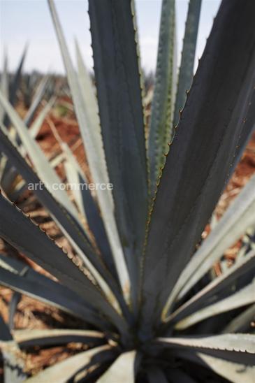 WE_Tequila_1482.jpg