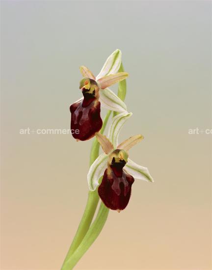 EF-OPHRYS-SP-FLORA-OLBIENSIS-22-02-08.jpg