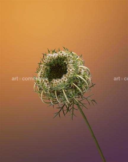 EF-DAUCUS-CAROTA-FLORA-OLBIENSIS-22-02-08…