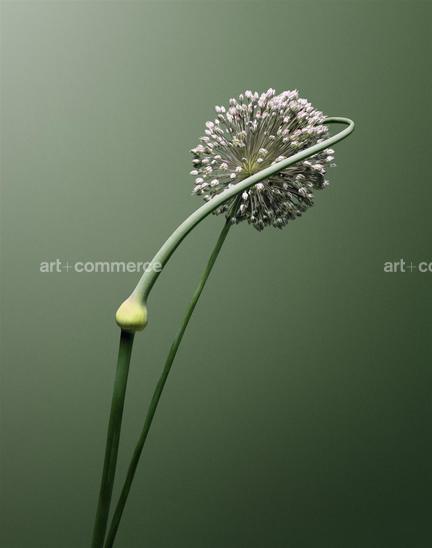 EF-ALLIUM-SP-FLORA-OLBIENSIS-22-02-08.jpg