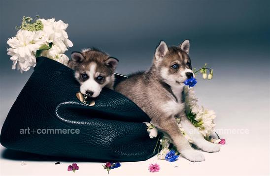 LOVEMAGAZINE_070513_HUSKIES_168 f4 Crop.tif