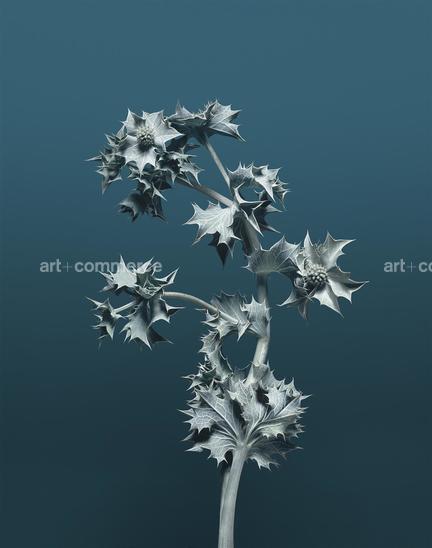 EF-ERYNGIUM-MARITIMUM-FLORA-OLBIENSIS-22-0…
