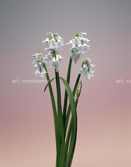 EF-ALLIUM-TRIQUETRUM-FLORA-OLBIENSIS-22-02…