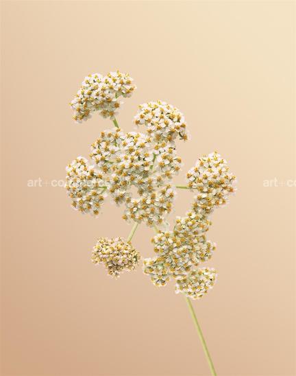 EF-ACHILLEA-MILLEFOLIUM-FLORA-OLBIENSIS-22-…