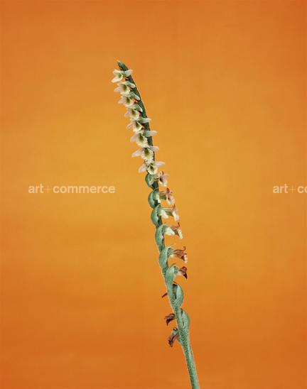 EF-SPIRANTHES-AUTUMNALIS-FLORA-OLBIENSIS-2…