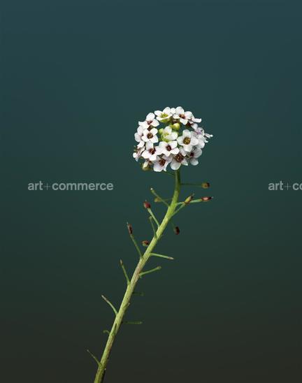 EF-LOBULARIA-MARITIMA-FLORA-OLBIENSIS-22-0…